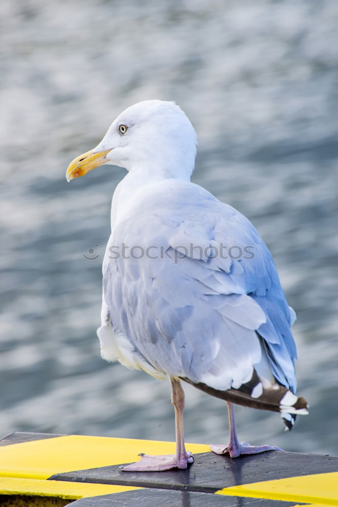 Similar – Image, Stock Photo Silver Gull in the Baltic Sea