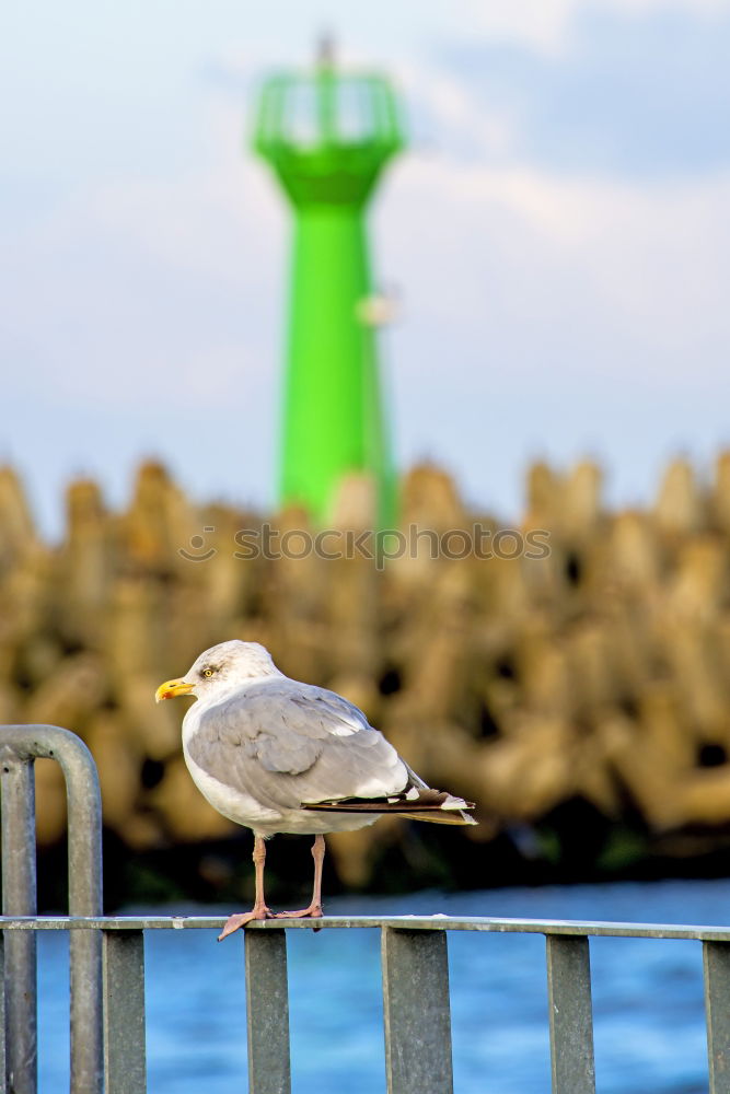 Similar – Image, Stock Photo Pigeon taking off Animal