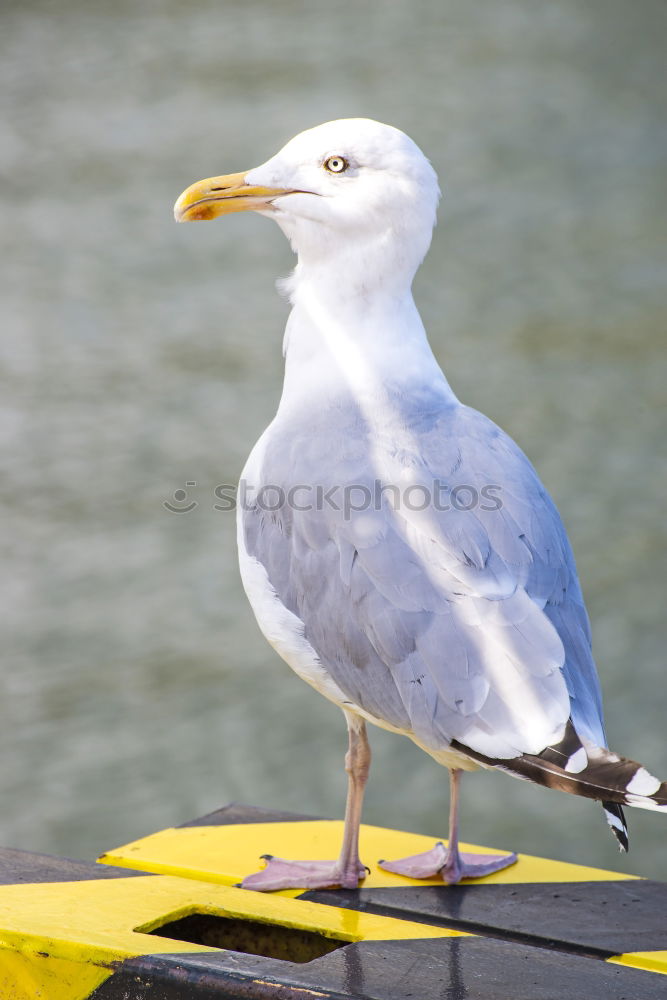 Similar – Image, Stock Photo Laugh, seagull!