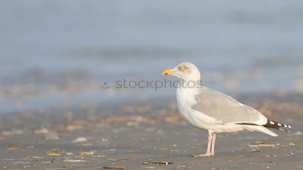 Similar – Image, Stock Photo Aircraft 1 Bird Swan