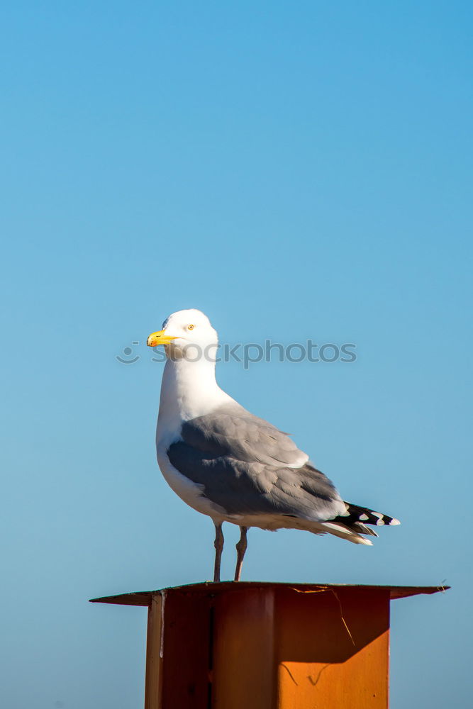 Similar – Image, Stock Photo Good prospects Seagull