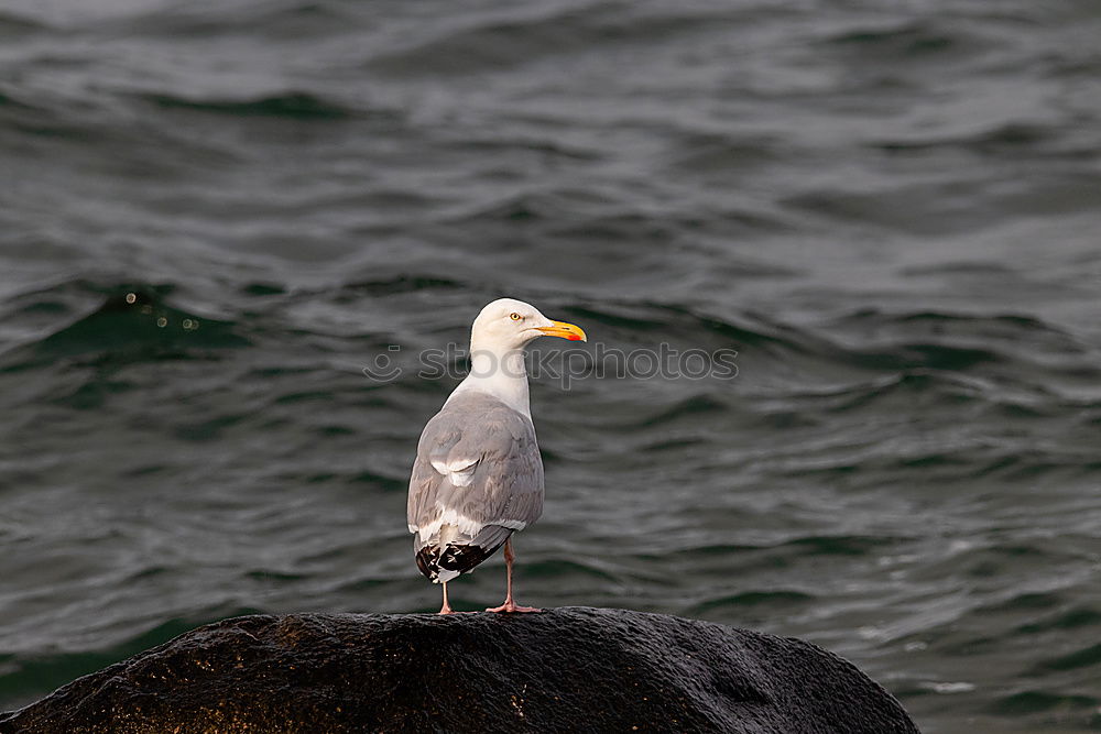 Similar – Image, Stock Photo gull’s eye Water Coast