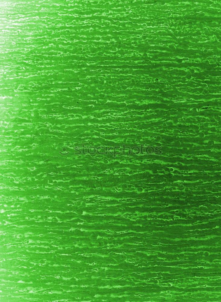 Similar – Image, Stock Photo green megablatt Plant Leaf