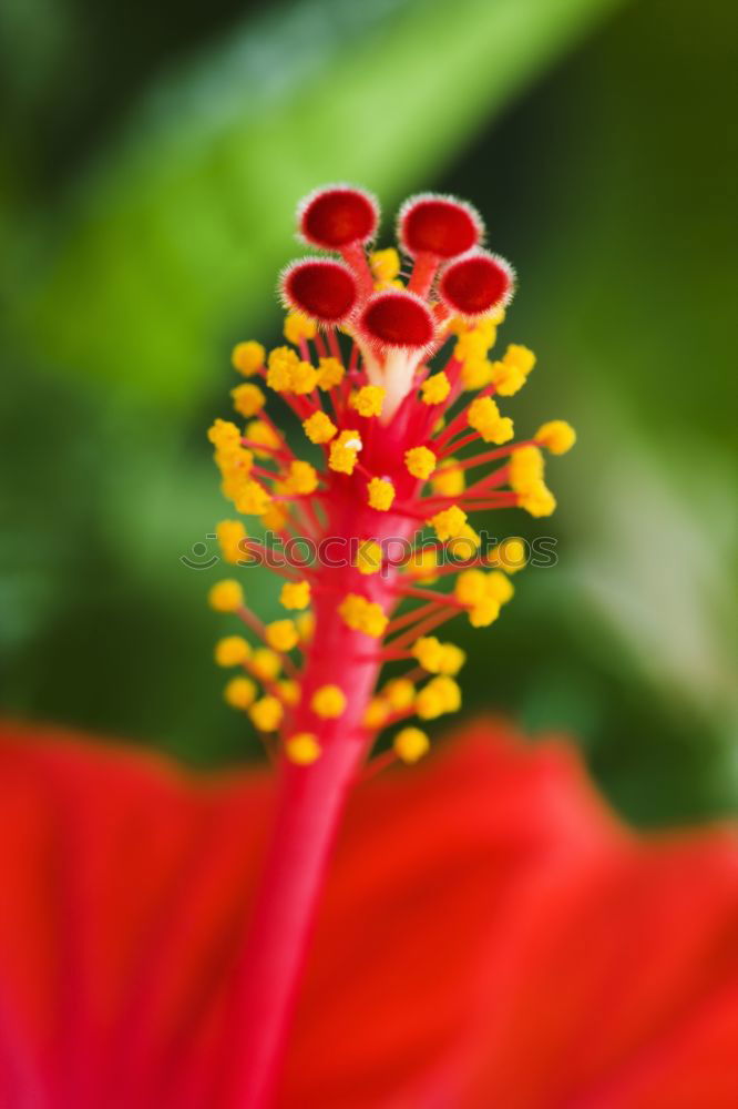 Similar – Beautiful red poinsettia