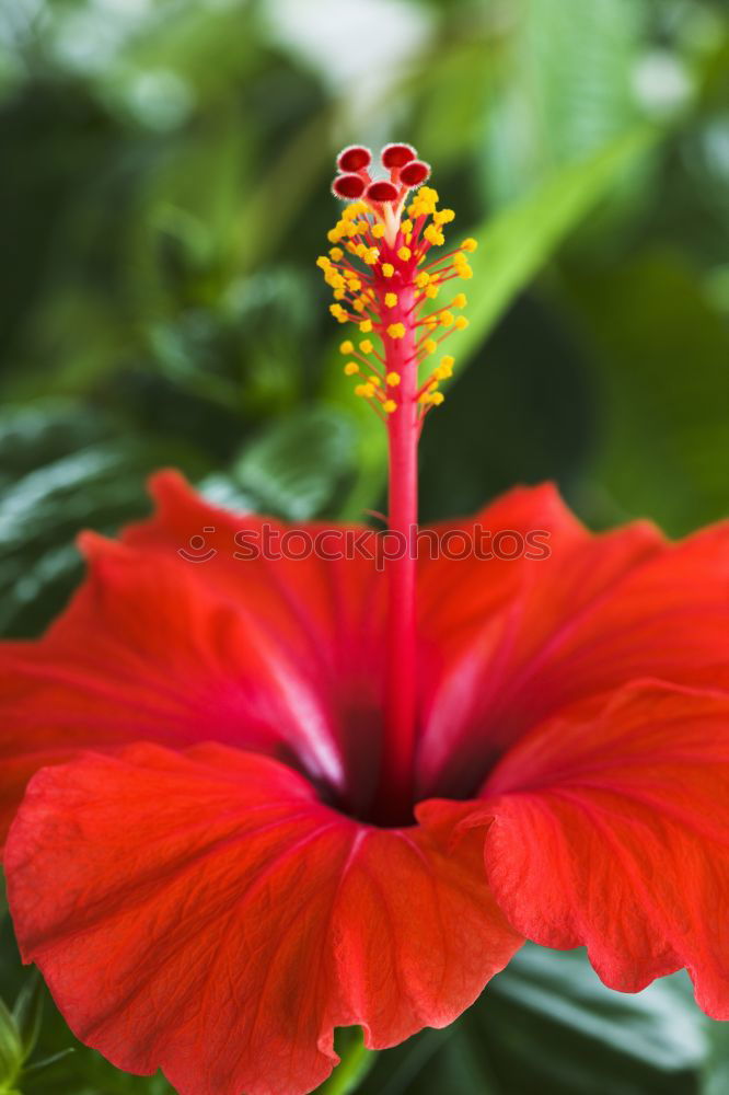 Similar – Beautiful red poinsettia