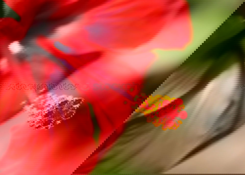 Foto Bild Red flower Natur