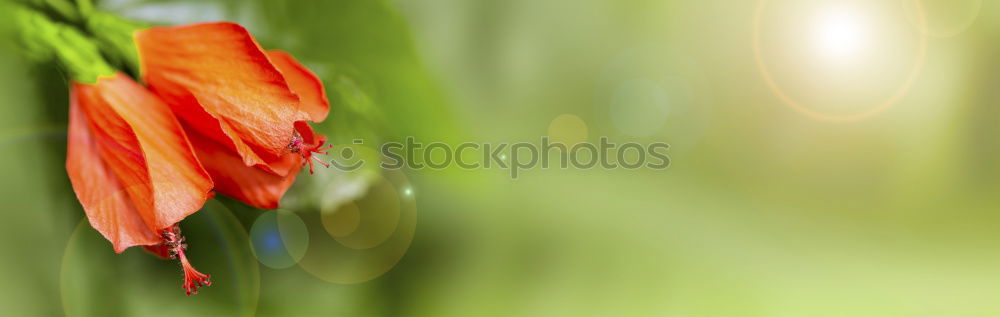 Similar – Image, Stock Photo interior life Nature Plant