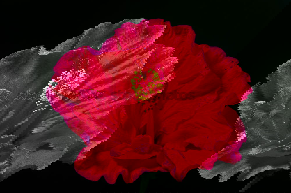 Similar – Foto Bild bloody blume rot Mohn
