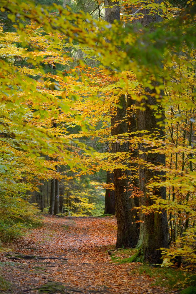 Similar – forest path Life