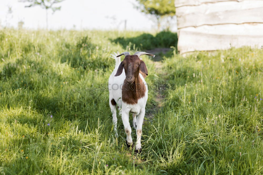 Similar – cow feet Meadow