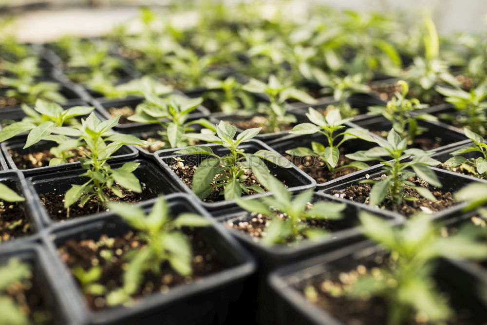 Similar – Tomatoes grow in a greenhouse of a nursery