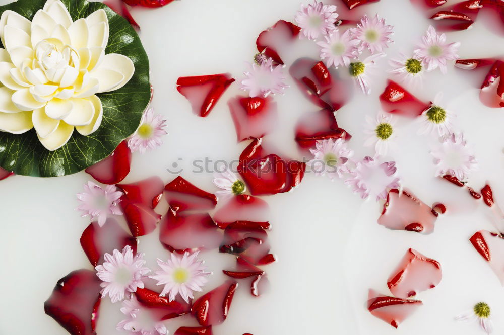 Similar – Image, Stock Photo Colourful tulips in paste colours