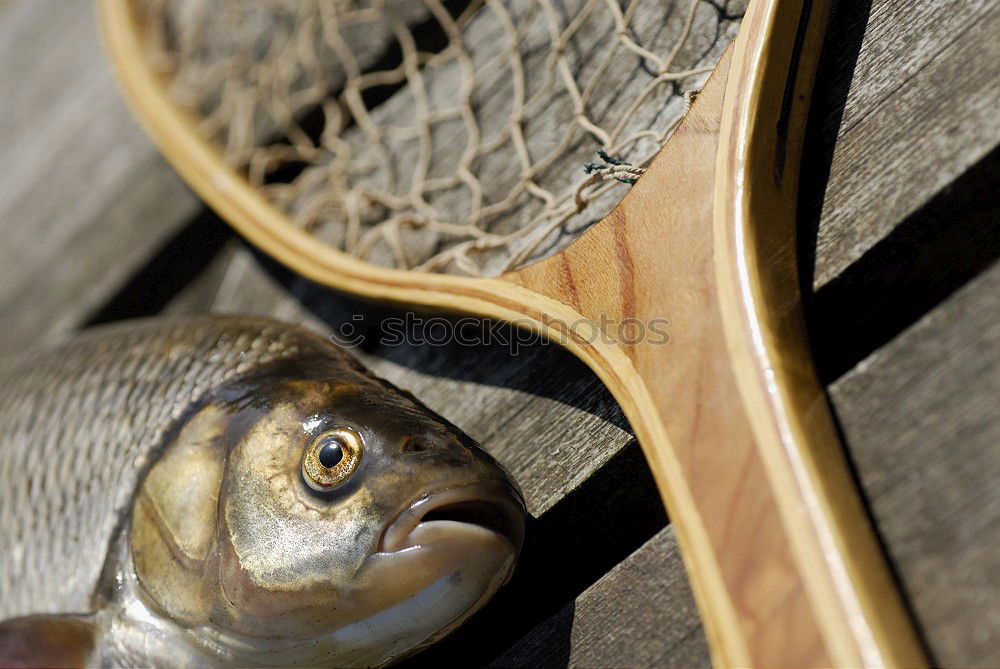 Similar – Image, Stock Photo Freshly caught asp Animal