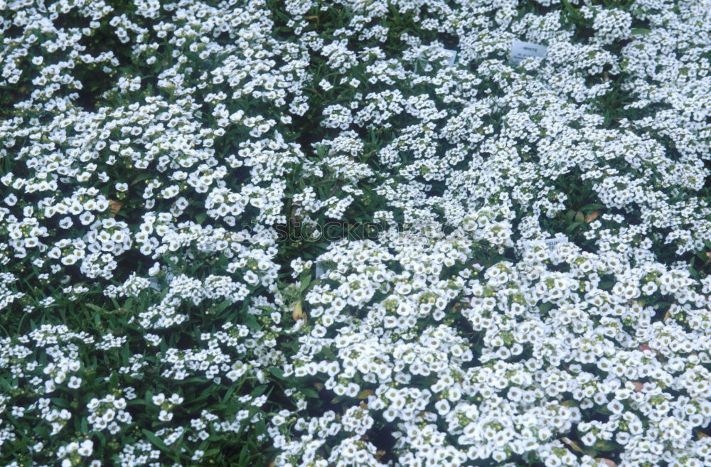 Similar – Flowers in front of and behind the fence