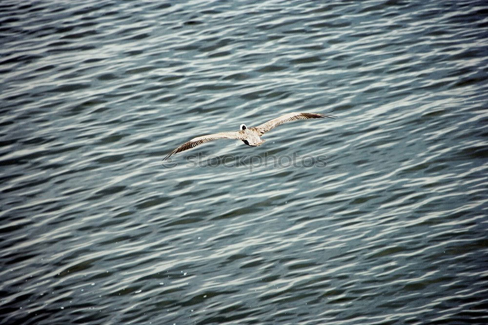 Similar – Image, Stock Photo In gliding flight a seagull flies in the upwind over the Pacific.  It can be seen alone in the picture. On the lower right. Otherwise only water is visible.