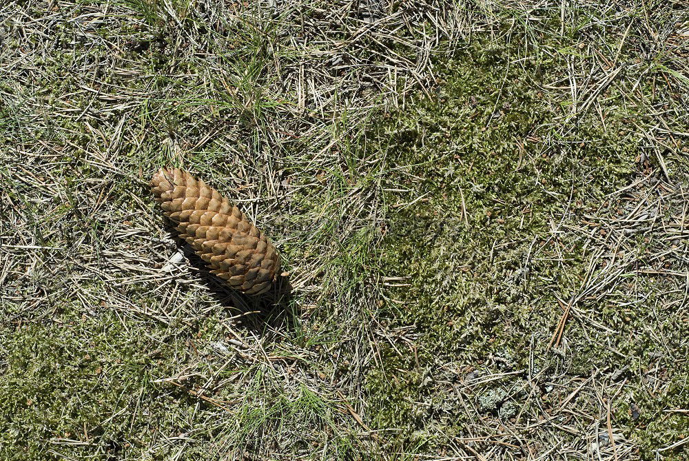 Similar – fir cones Cone Fir tree