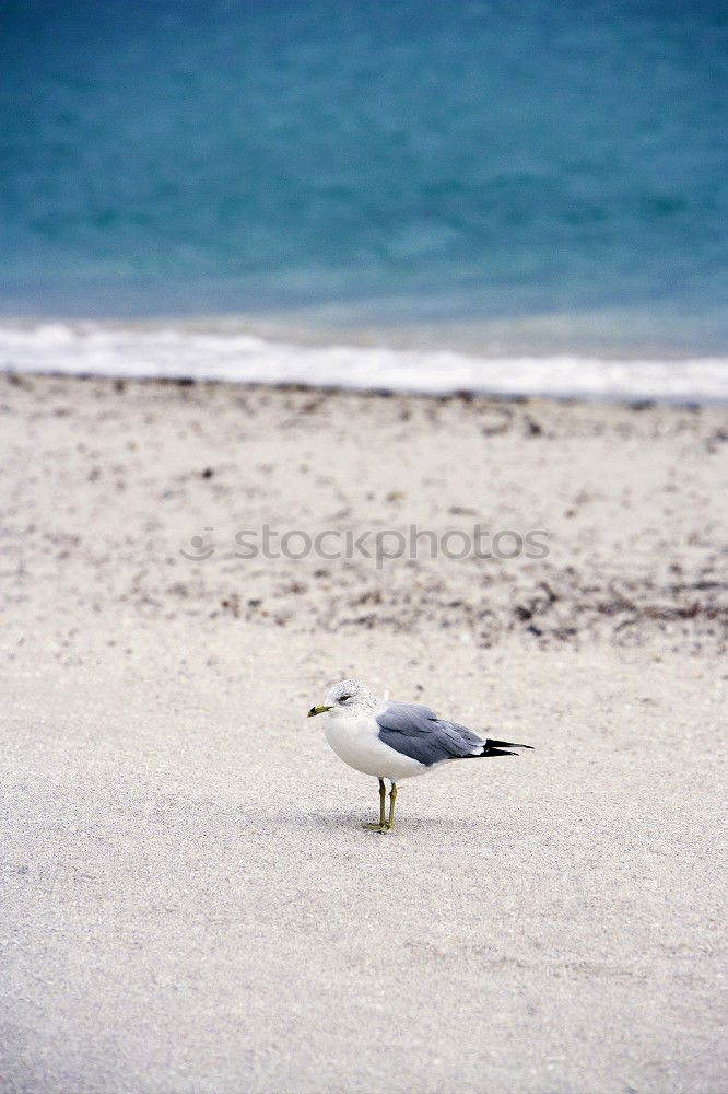 Similar – Image, Stock Photo white gull walks along the sandy beach