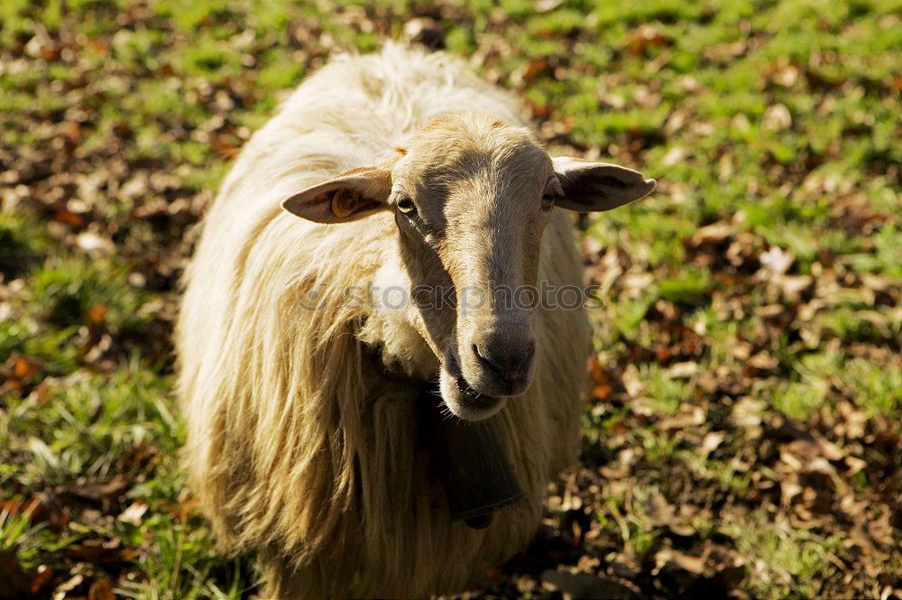 Similar – Image, Stock Photo Öhhhh Nature Animal Spring