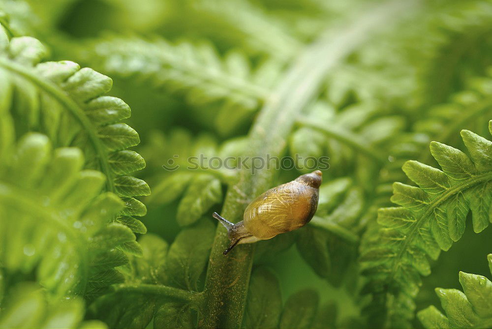 Similar – hmmm… köstlich Schnecke