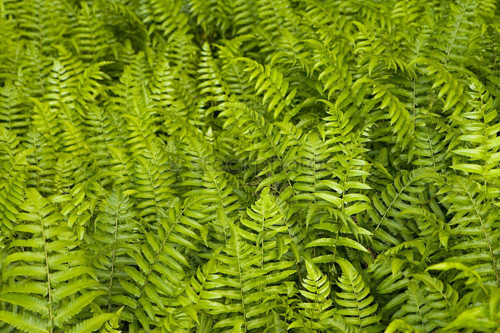 Similar – Image, Stock Photo green fern plant leaves