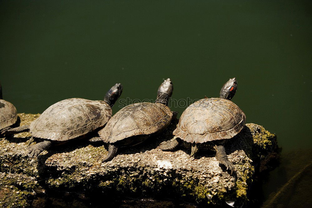 Similar – Image, Stock Photo loud quartet Animal