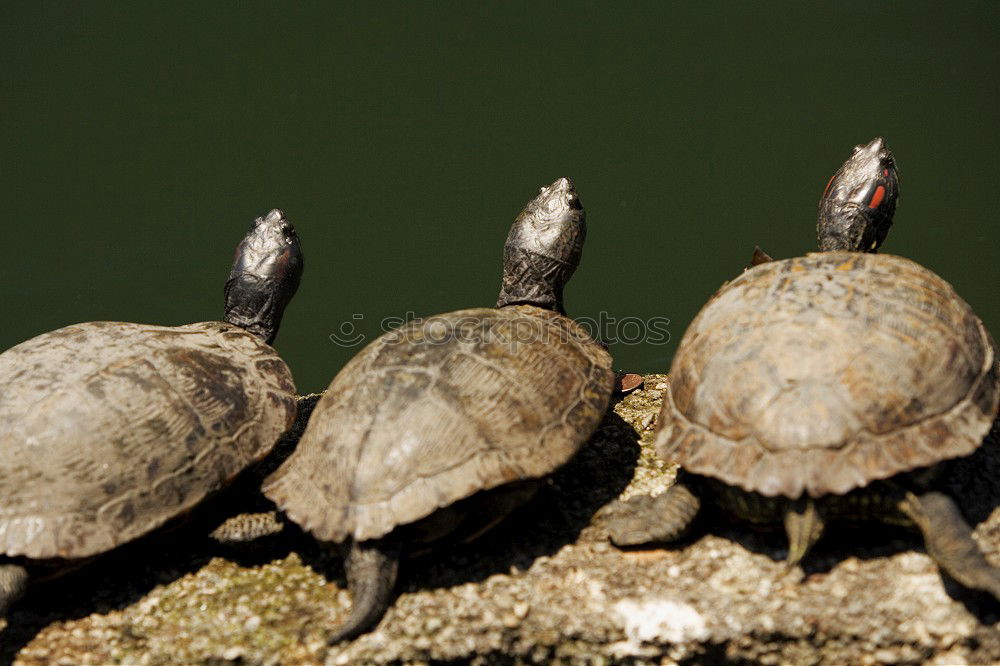 Similar – Image, Stock Photo loud quartet Animal