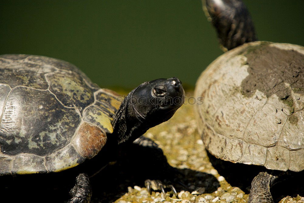 Similar – Image, Stock Photo Greek tortoise children