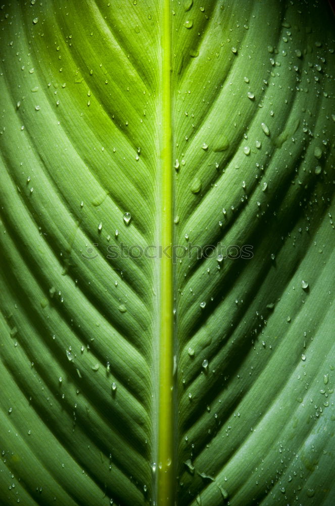 Similar – pearl Leaf Green Plant