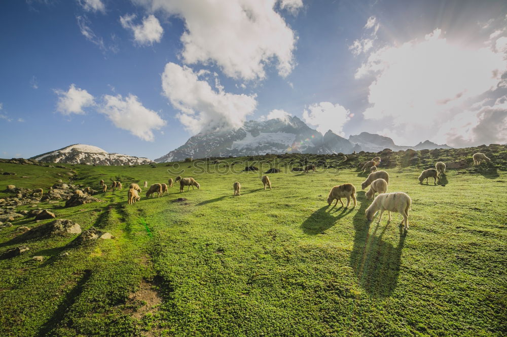 Similar – Mountaineer on a rock and cow on the grass