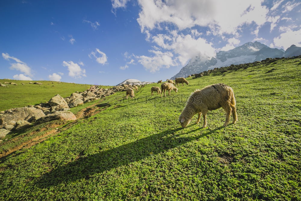 Similar – Image, Stock Photo Cow on pasture2 Lifestyle