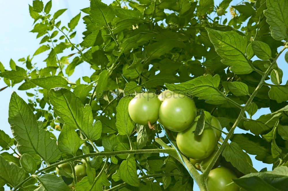 Similar – wax tomato Food Vegetable