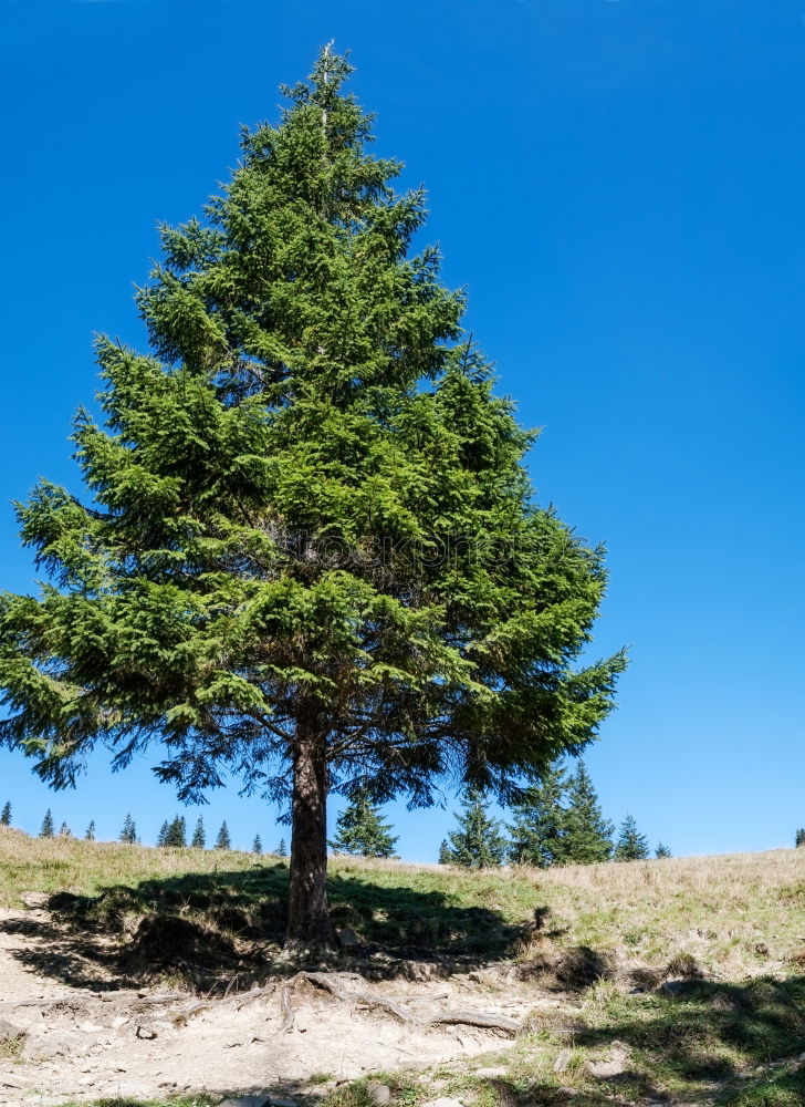 Similar – tree Nature Landscape