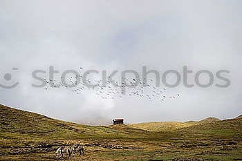 Similar – Iceland Environment Nature