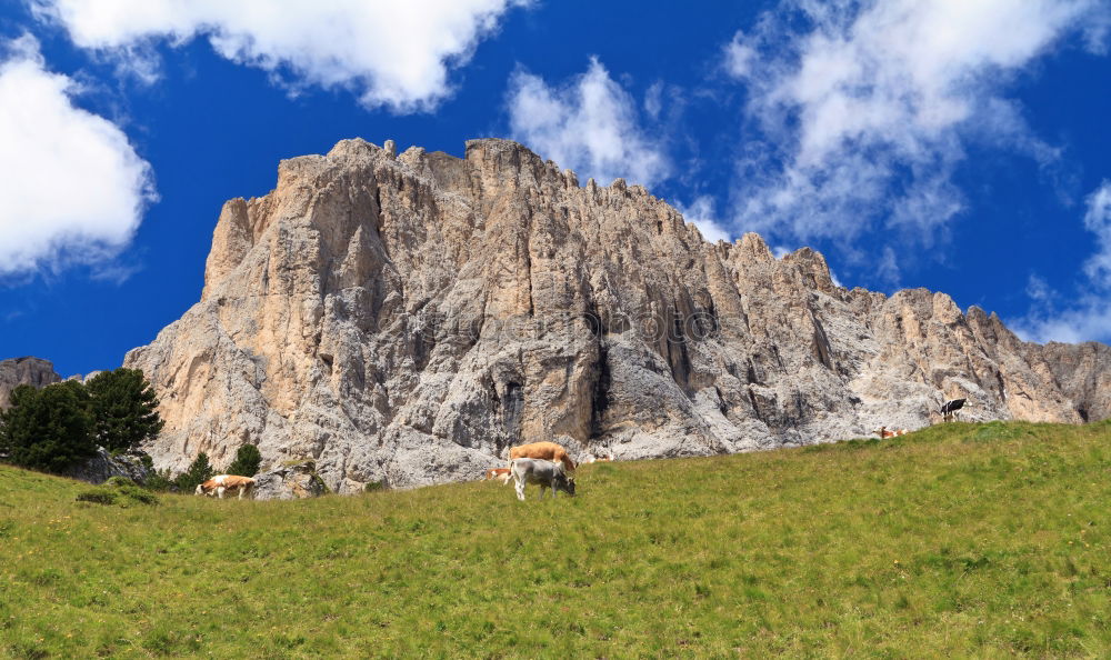 Similar – Mountaineer on a rock and cow on the grass