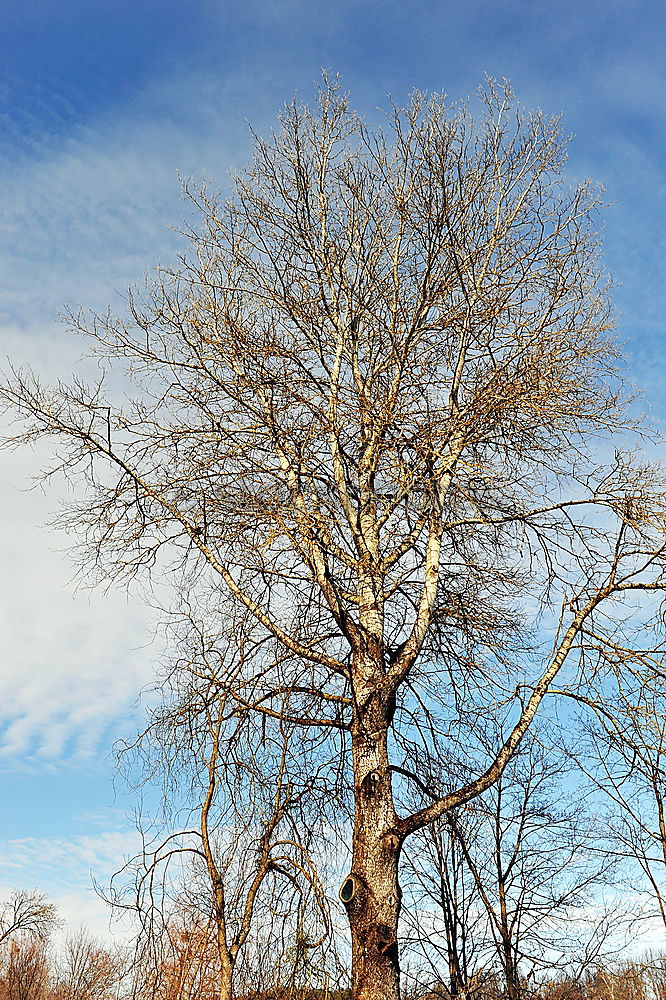 Similar – Image, Stock Photo Alter Ahorn, old maple