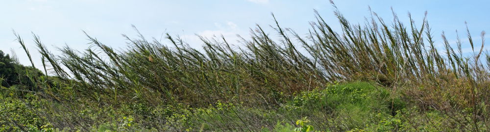 Similar – View from the dune Clouds