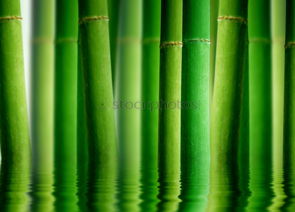 Similar – Foto Bild Schwimmend See grün