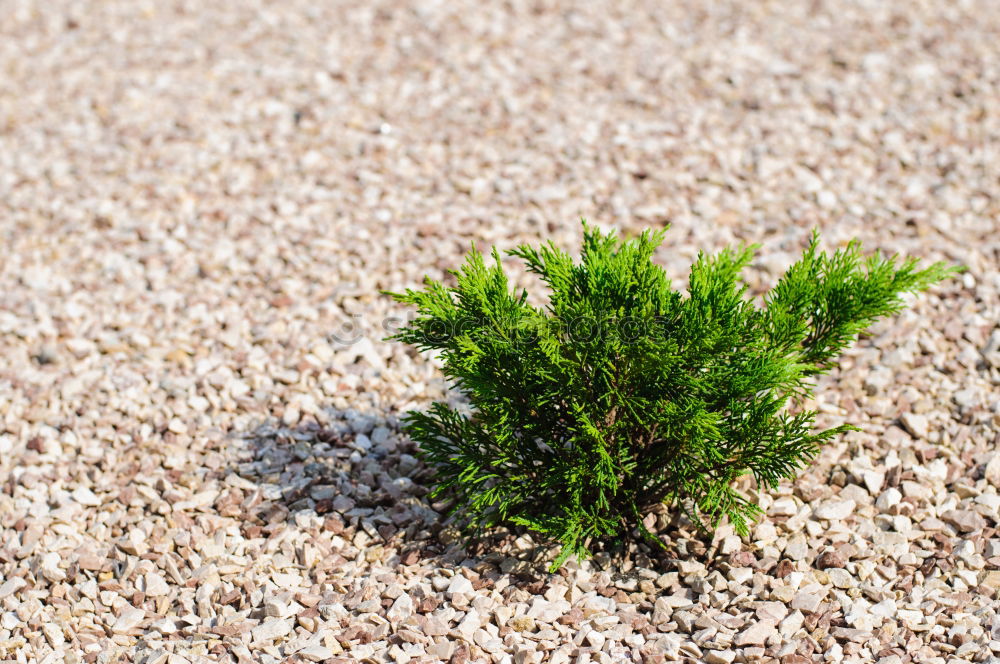 Similar – Image, Stock Photo weeds Environment Nature