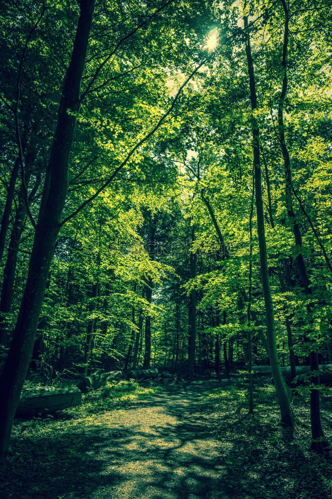 Green forest Beautiful