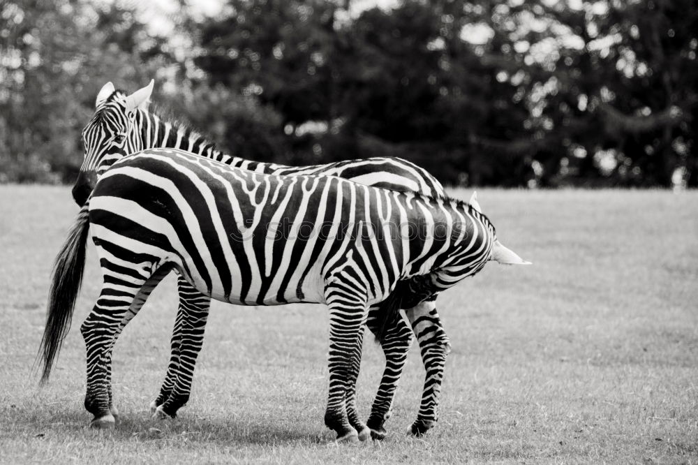 Similar – Zebras Tier Tierpaar