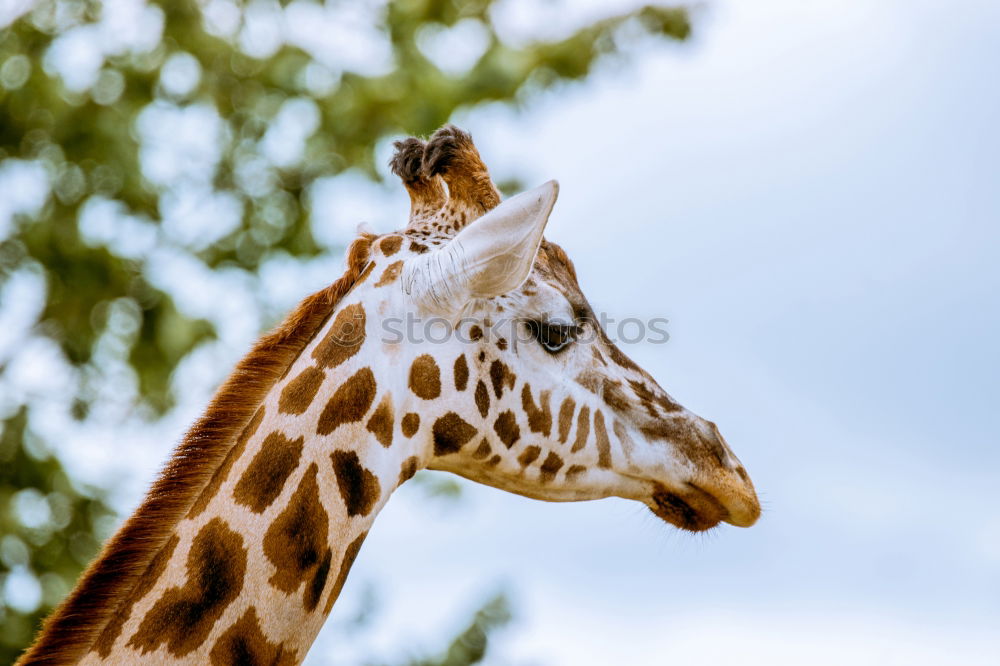 Image, Stock Photo Giraffe head Body Safari