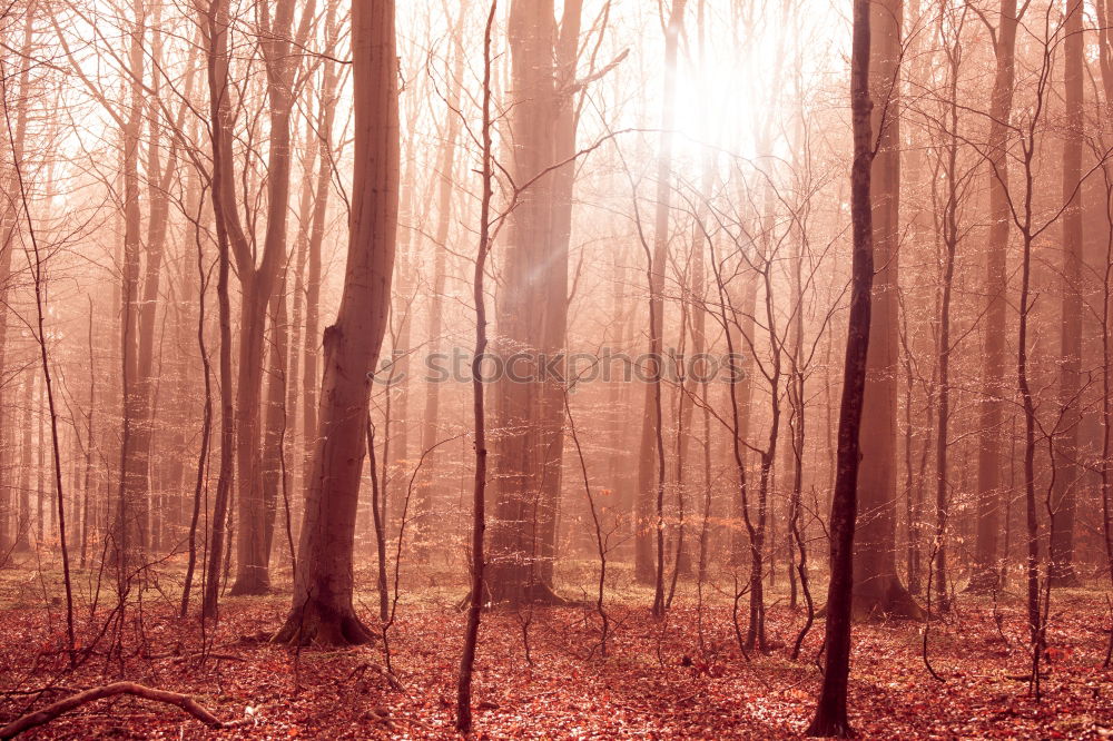 Similar – Forest landscape with mist and sunrise