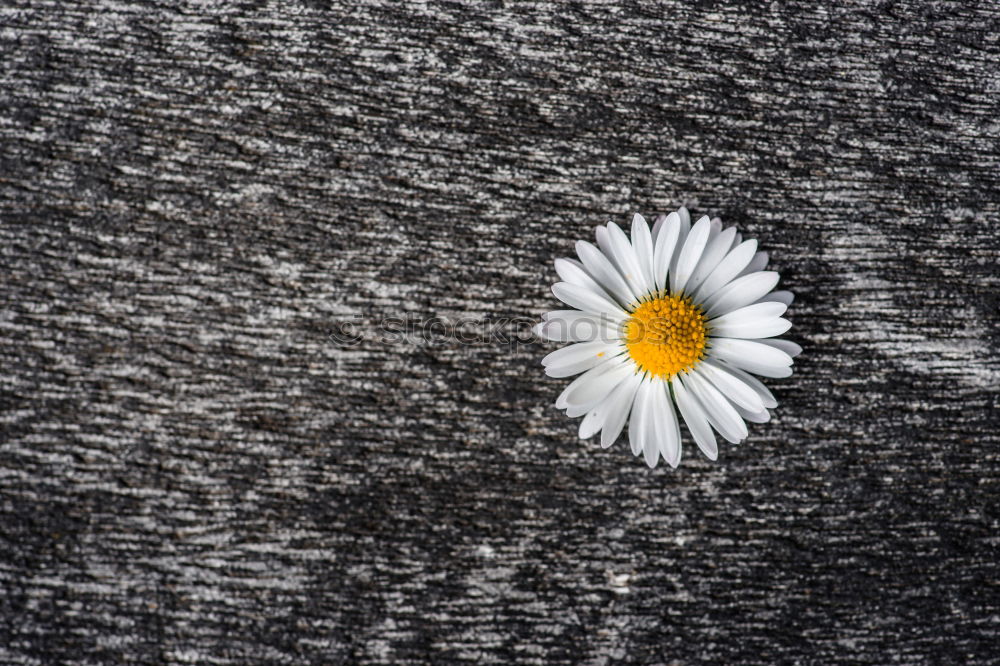 Zwei Gänseblümchen auf blauem Jeans Stoff