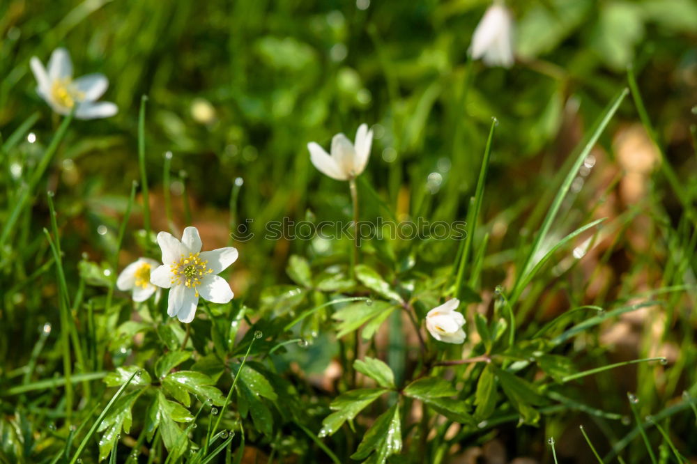 Similar – Image, Stock Photo Galánthus nivális