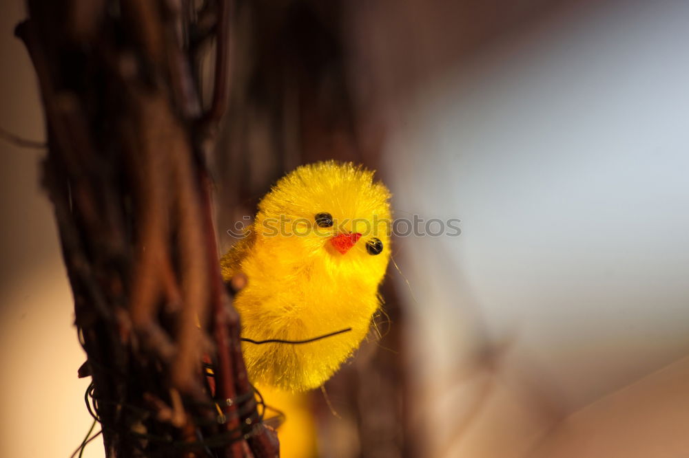 Image, Stock Photo Learn to fly Joy Playing