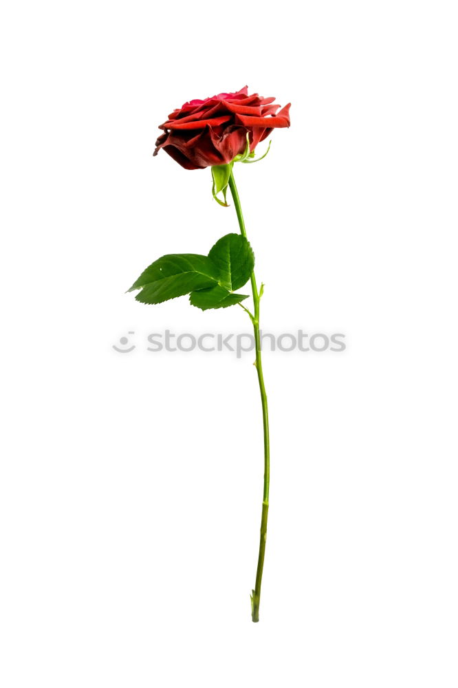 Similar – dead rose Rose Black Red