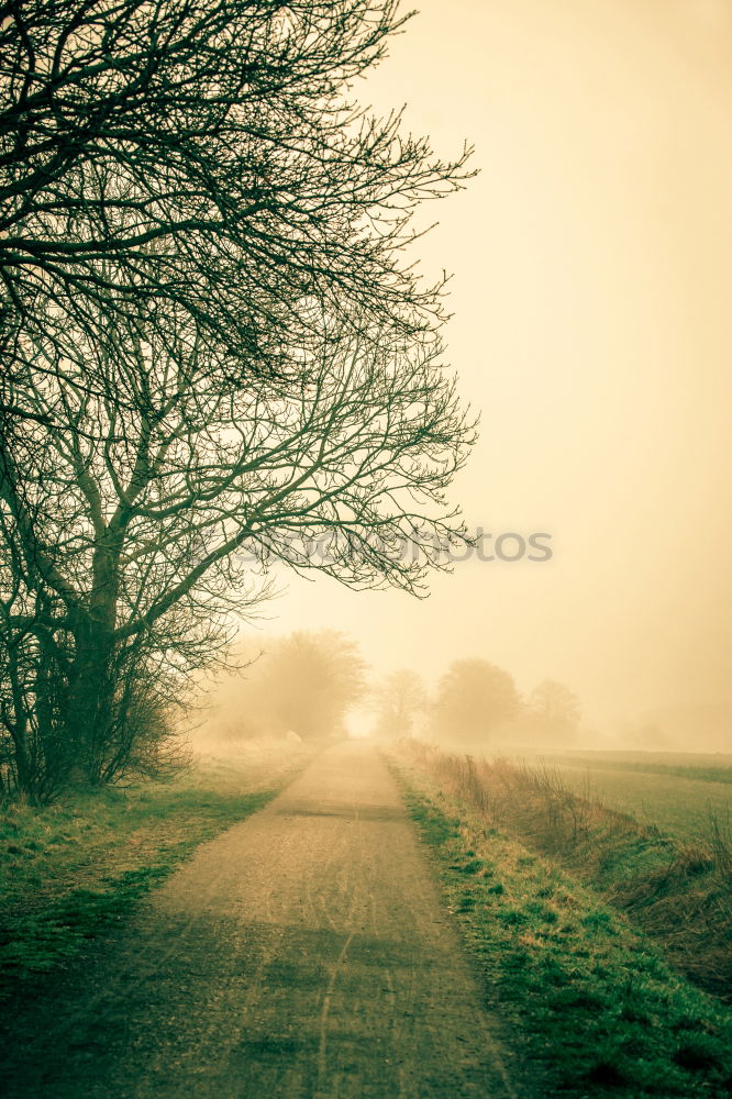 Ipweger Moor Landscape