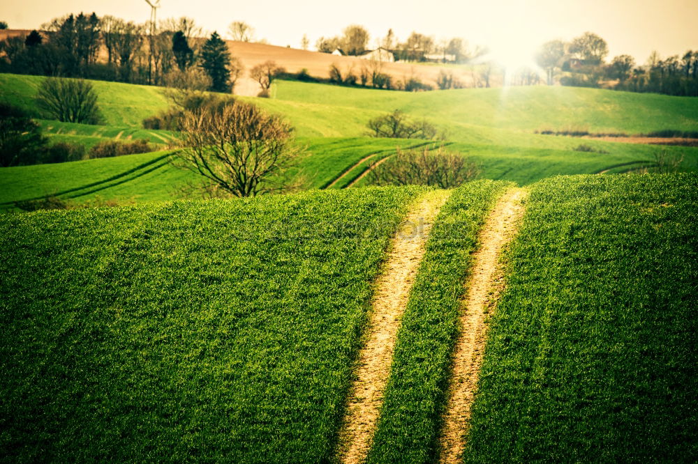 Similar – shadow on the grass Large