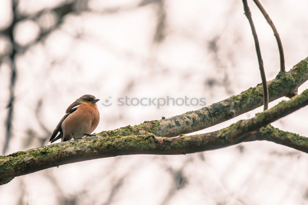 Similar – Robin in a tree Nature