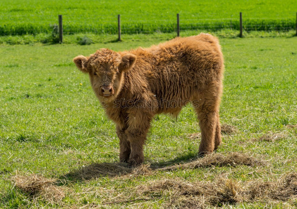 Similar – highland cattle Animal